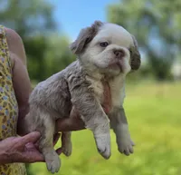Chunky, a male French Bulldog for sale in Grand Rapids, MI – 2 of 5