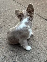 Chunky, a male French Bulldog for sale in Grand Rapids, MI – 2 of 8