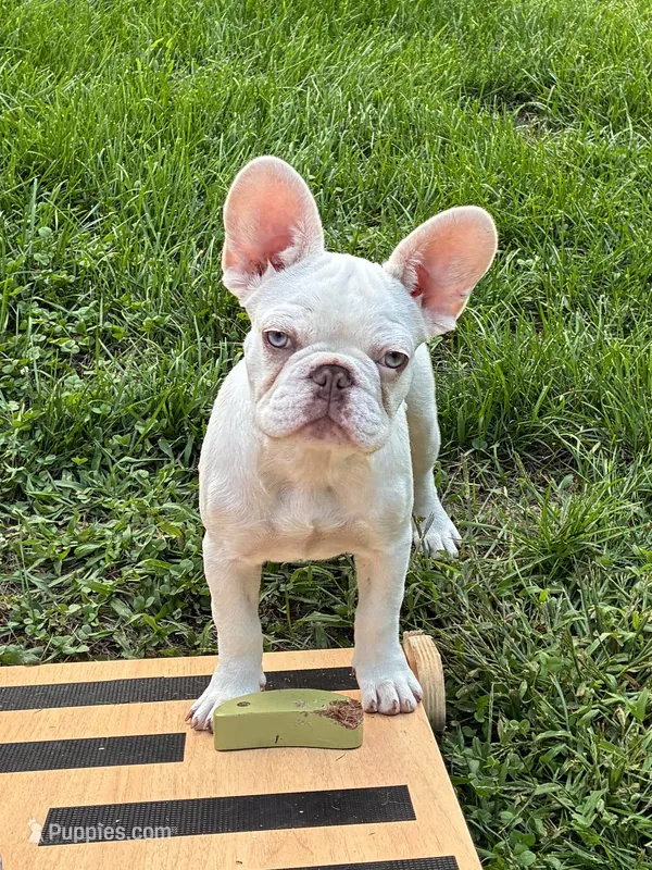 Hugs – French Bulldog puppy for sale in Grand Rapids, MI