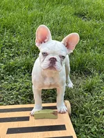 Hugs, a female French Bulldog for sale in Grand Rapids, MI – 1 of 5