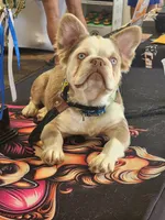 Chunky, a male French Bulldog for sale in Grand Rapids, MI – 8 of 8