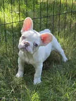 Hugs, a female French Bulldog for sale in Grand Rapids, MI – 1 of 4