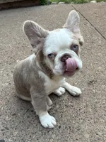 Chunky, a male French Bulldog for sale in Grand Rapids, MI – 3 of 8