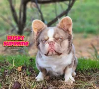 Chunky, a male French Bulldog for sale in Grand Rapids, MI – 4 of 5