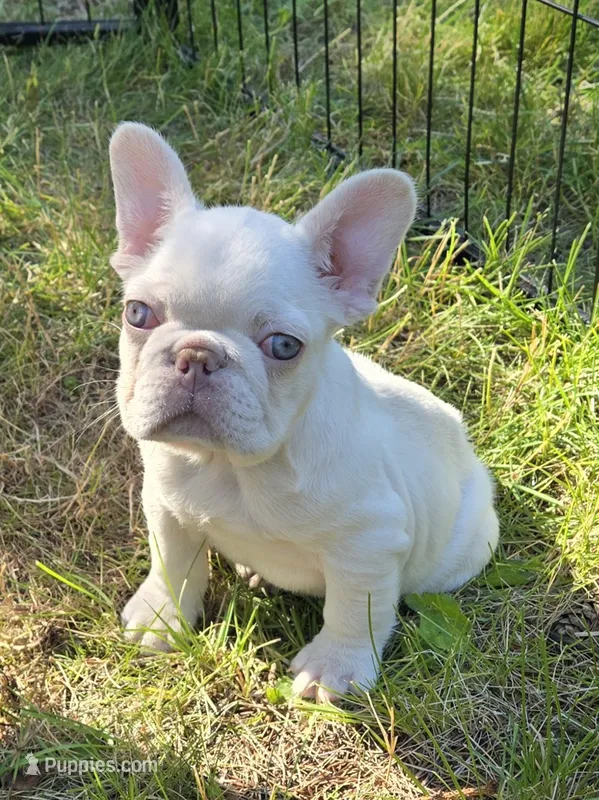 Heath – French Bulldog puppy for sale in Grand Rapids, MI