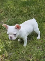 Hugs, a female French Bulldog for sale in Grand Rapids, MI – 3 of 4