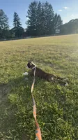 Velvet , a female Boxer for sale in New London, CT – 6 of 10