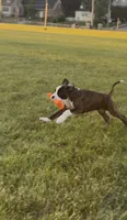 Velvet , a female Boxer for sale in New London, CT – 3 of 10