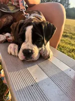 Velvet , a female Boxer for sale in New London, CT – 4 of 10