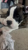 Velvet , a female Boxer for sale in New London, CT – 9 of 10