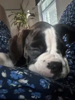 Velvet , a female Boxer for sale in New London, CT – 2 of 10