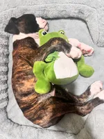 Velvet , a female Boxer for sale in New London, CT – 7 of 10