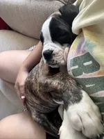 Velvet , a female Boxer for sale in New London, CT – 8 of 10