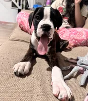 Velvet , a female Boxer for sale in New London, CT – 10 of 10