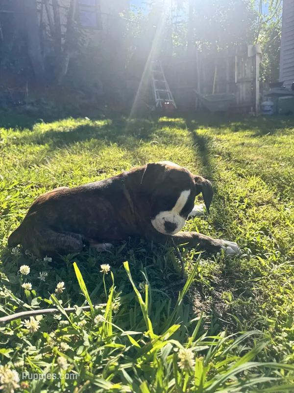Velvet  – Boxer puppy for sale in New London, CT