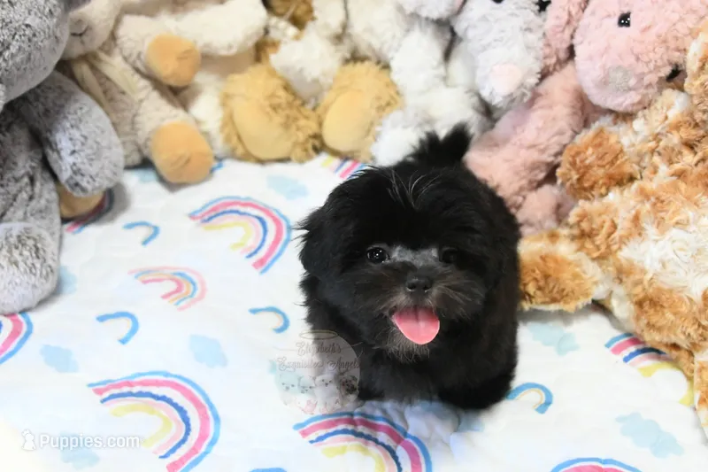 Dakota – Mal Shi puppy for sale in Baxter Springs, KS