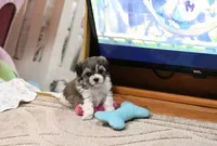Lil, a female Morkie and Mal Shi for sale in Baxter Springs, KS – 3 of 10