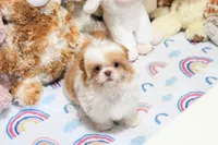Chocolate Peony, a female Shih Tzu for sale in Baxter Springs, KS – 1 of 10