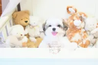 Little Phil, a male Morkie and Mal Shi for sale in Baxter Springs, KS – 7 of 10
