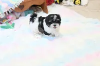 Chucky, a male Morkie and Mal Shi for sale in Baxter Springs, KS – 4 of 10