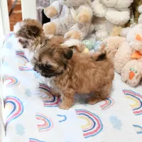 Archer, a male Shih Tzu for sale in Baxter Springs, KS – Photo 4 of 10