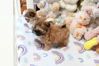 Archer, a male Shih Tzu for sale in Baxter Springs, KS – Photo 2 of 10