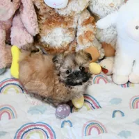 Archer, a male Shih Tzu for sale in Baxter Springs, KS – Photo 10 of 10