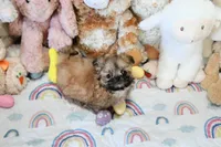 Archer, a male Shih Tzu for sale in Baxter Springs, KS – Photo 10 of 10