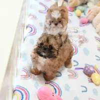 Archer, a male Shih Tzu for sale in Baxter Springs, KS – Photo 7 of 10