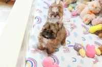 Archer, a male Shih Tzu for sale in Baxter Springs, KS – Photo 6 of 10