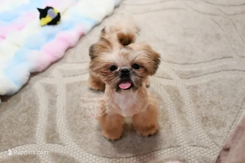 Archer – Shih Tzu puppy for sale in Baxter Springs, KS