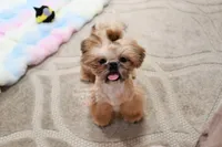 Archer, a male Shih Tzu for sale in Baxter Springs, KS – 1 of 10