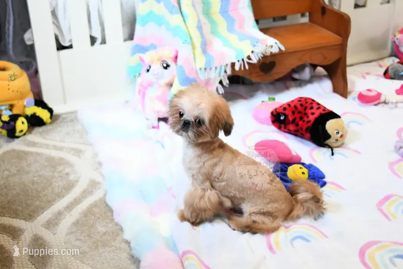 Archer – Shih Tzu puppy for sale in Baxter Springs, KS