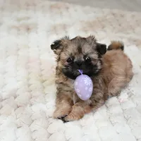 Archer, a male Shih Tzu for sale in Baxter Springs, KS – Photo 1 of 10