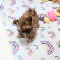 Archer, a male Shih Tzu for sale in Baxter Springs, KS – Photo 6 of 10