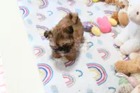 Archer, a male Shih Tzu for sale in Baxter Springs, KS – Photo 4 of 10