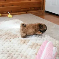 Archer, a male Shih Tzu for sale in Baxter Springs, KS – Photo 5 of 10