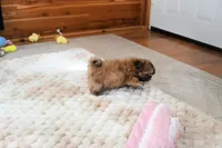 Archer, a male Shih Tzu for sale in Baxter Springs, KS – Photo 3 of 10