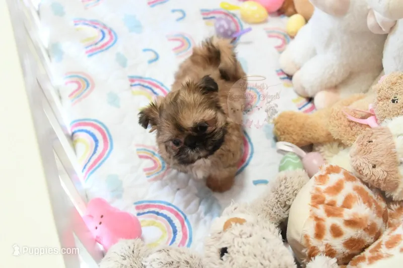 Archer – Shih Tzu puppy for sale in Baxter Springs, KS