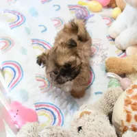 Archer, a male Shih Tzu for sale in Baxter Springs, KS – Photo 2 of 10