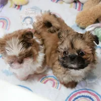 Archer, a male Shih Tzu for sale in Baxter Springs, KS – Photo 9 of 10