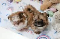 Archer, a male Shih Tzu for sale in Baxter Springs, KS – Photo 9 of 10