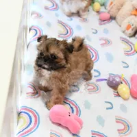 Archer, a male Shih Tzu for sale in Baxter Springs, KS – Photo 3 of 10