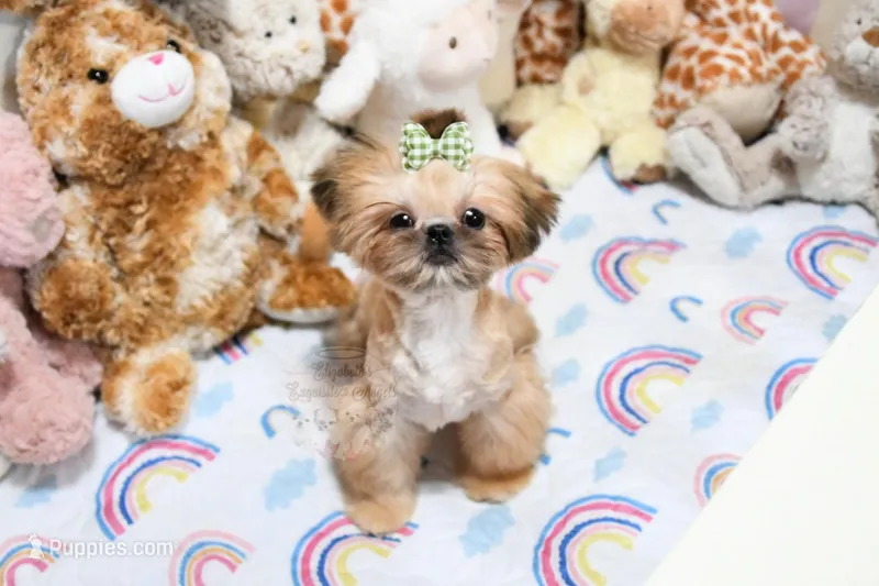 Archer – Shih Tzu puppy for sale in Baxter Springs, KS