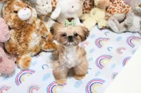 Archer, a male Shih Tzu for sale in Baxter Springs, KS – 2 of 10