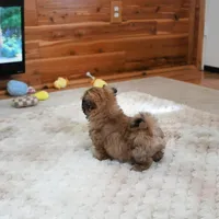 Archer, a male Shih Tzu for sale in Baxter Springs, KS – Photo 8 of 10