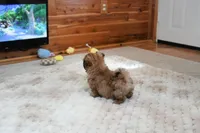 Archer, a male Shih Tzu for sale in Baxter Springs, KS – Photo 7 of 10