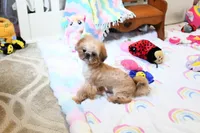 Archer, a male Shih Tzu for sale in Baxter Springs, KS – 4 of 10