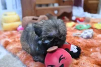 Tiny Minnie, a female Shih Tzu for sale in Baxter Springs, KS – 8 of 10