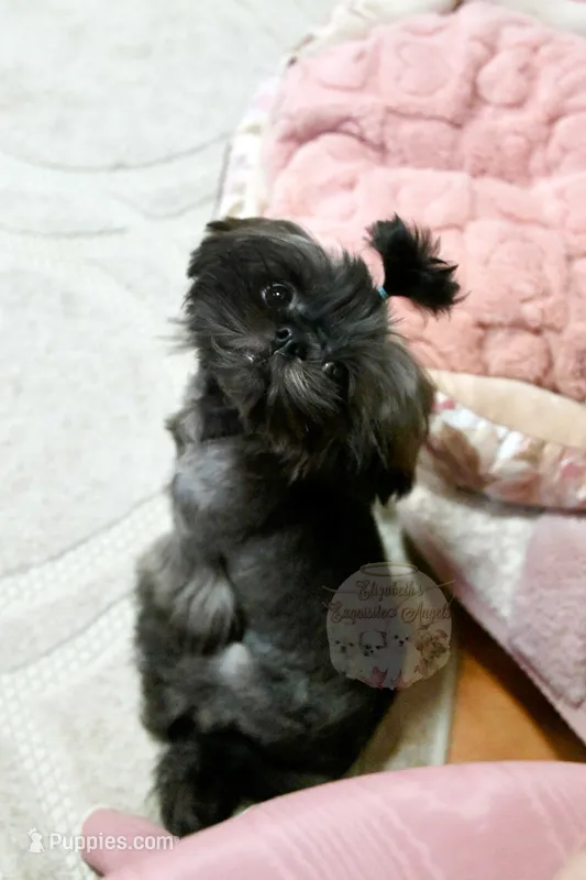 Stunning Sage – Shih Tzu puppy for sale in Baxter Springs, KS